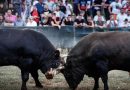 Ponovo oživjele rasprave treba li zabraniti borbe bikova: Koride u BiH godišnje posjeti 500.000 ljudi