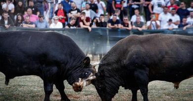 Ponovo oživjele rasprave treba li zabraniti borbe bikova: Koride u BiH godišnje posjeti 500.000 ljudi